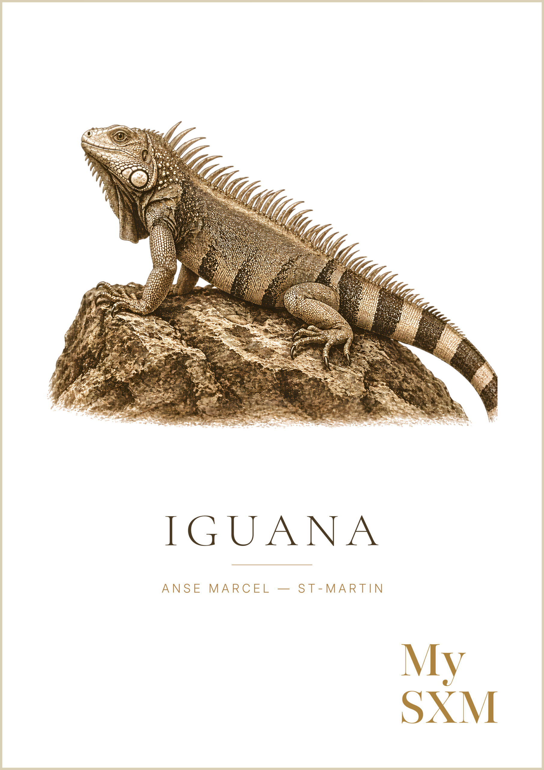 Iguana Poster – Island Wildlife | My SXM - Image 2
