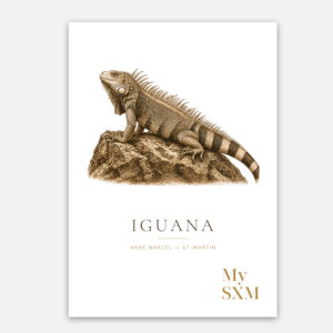 Poster Iguane