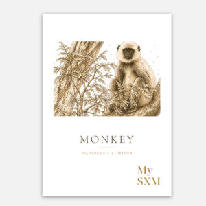Poster Singe