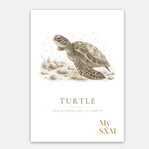 Poster Tortue de Mer